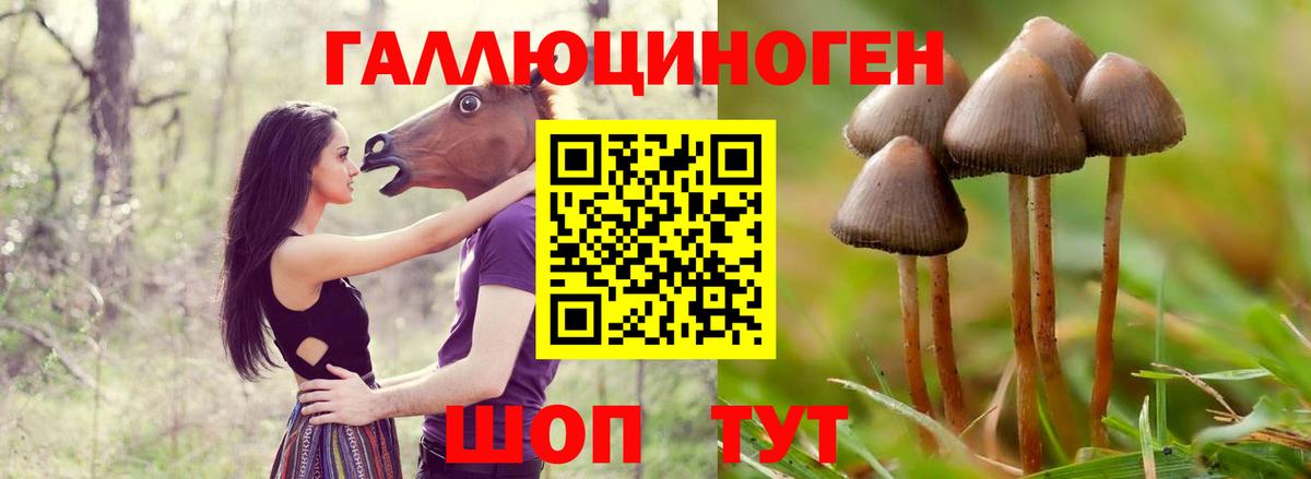 Псилоцибиновые грибы Psilocybe  Ленинск-Кузнецкий  Псилоцибиновые грибы Cubensis 